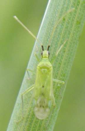 Miridae: Macrolophus sp. di Siracusa